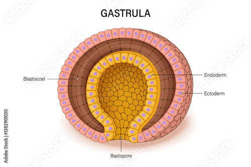 Gastrula. Gastrulation. Early human embryonic development in animals. Reproduction and Development.
