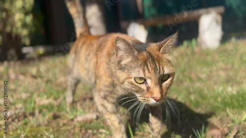 Wallpaper Mural Alert Tabby Cat Striding Through Grassy Yard. horizontal video, 4k
 Torontodigital.ca