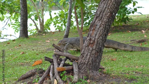 The varanus salvator looking for food on the grass in the park. It is a large lizard native
