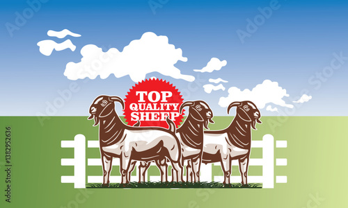 best boer goat at field poster, great landscape of rams standing in field vector illustrations