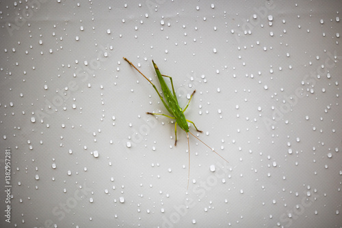Obraz na płótnie vista macro di una cavalletta verde, su un muro bianco, bagnato da gocce d'acqua w salonie