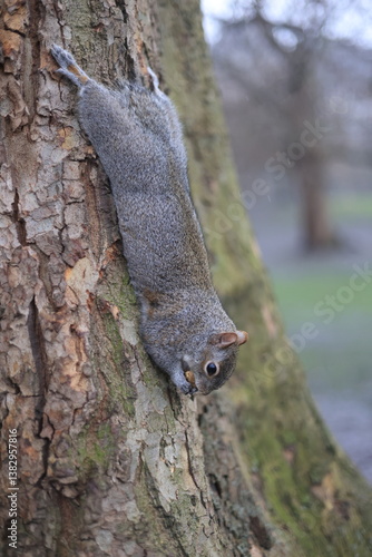A curious squirrel hanging upside down from a tree trunk, nibbling on a nut, showcasing the playful nature of wildlife in a forest setting