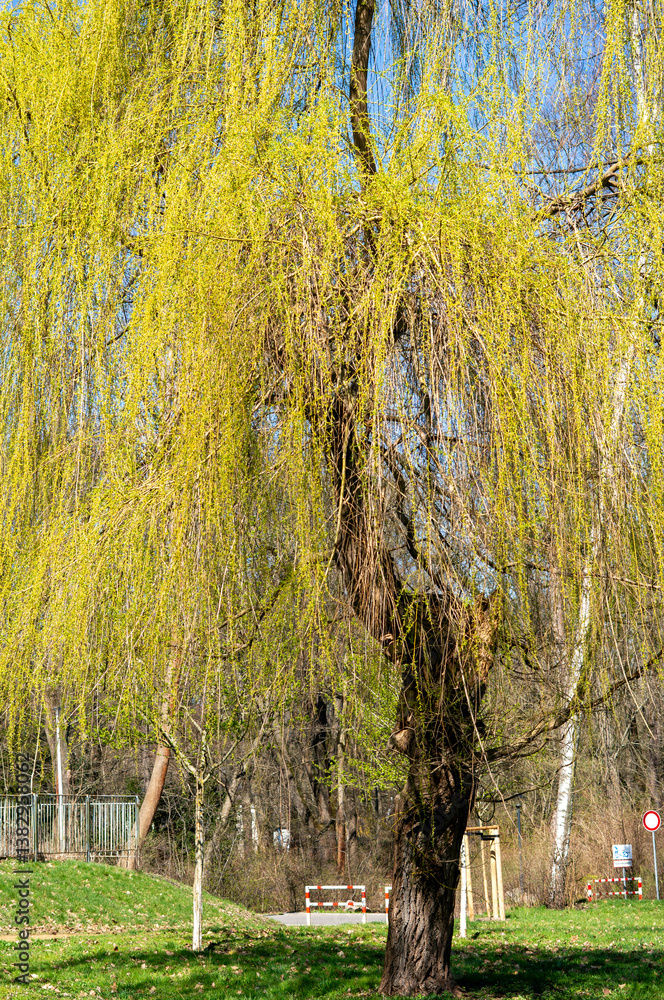 Salix babylonica tree in the spring vertical