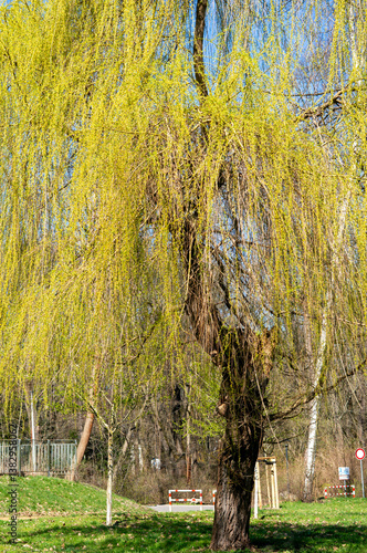Obraz na płótnie Salix babylonica tree in the spring vertical w salonie