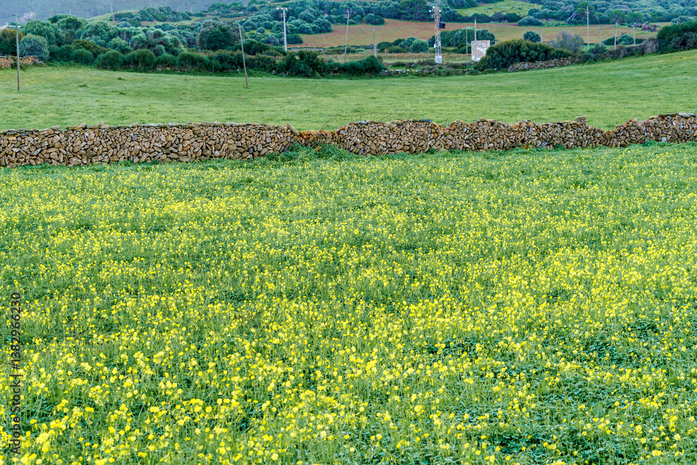 Springtime Bloom. A vibrant field of yellow flowers blankets the rural landscape of Menorca in springtime, framed by a traditional stone wall, capturing the island's natural beauty