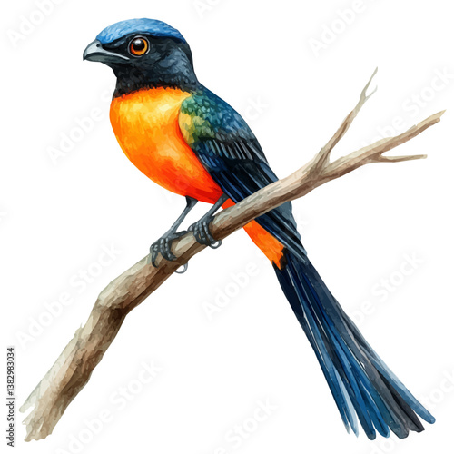 A watercolor painting of a trogon, isolated on a white background. Trogon vector

