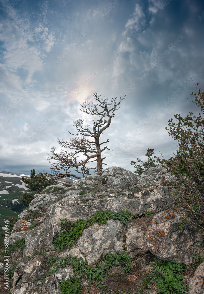 A lonely tree on the top of a mountain. A lonely tree on the top of a mountain.