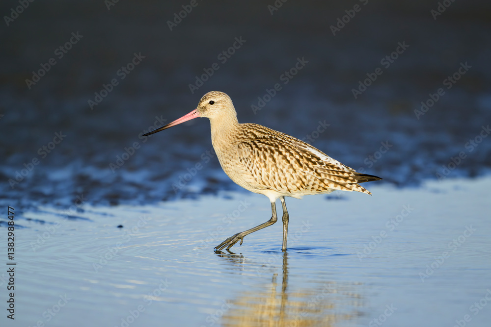 オオソリハシシギ幼鳥 オオソリハシシギ幼鳥