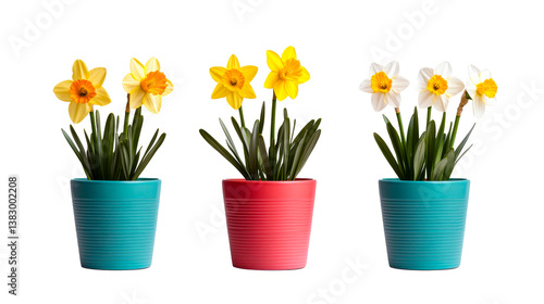 Wallpaper Mural Potted daffodils of various colors on black background, cut out transparent Torontodigital.ca