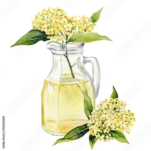 A watercolor painting of elderflower cordial, isolated on a white background. Elderflower cordial vector


