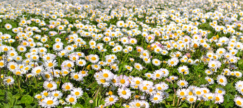 Champ de pâquerettes en fleur