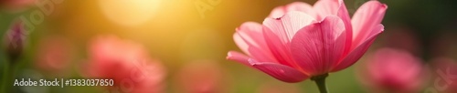 Delicate flower petals unfurl slowly in sunlight, blooms, nature