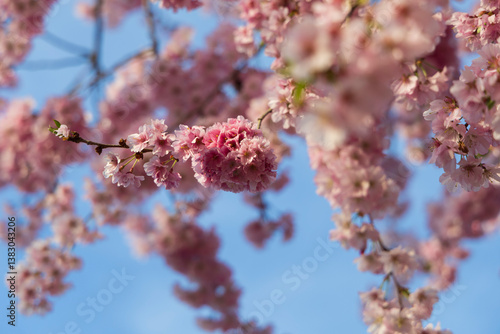 ciliegio rosa in fiore