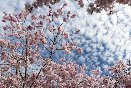 ciliegio rosa in fiore