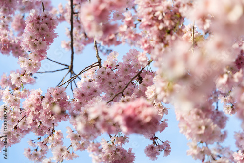 ciliegio rosa in fiore