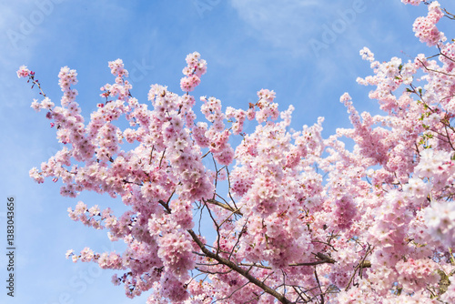 ciliegio rosa in fiore