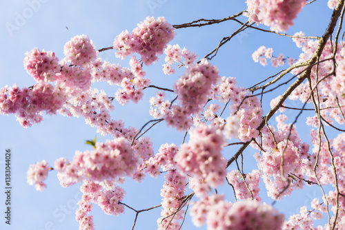 ciliegio rosa in fiore