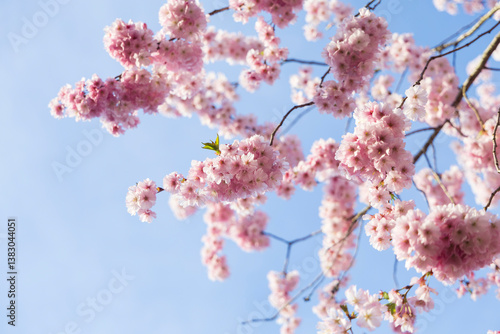 ciliegio rosa in fiore