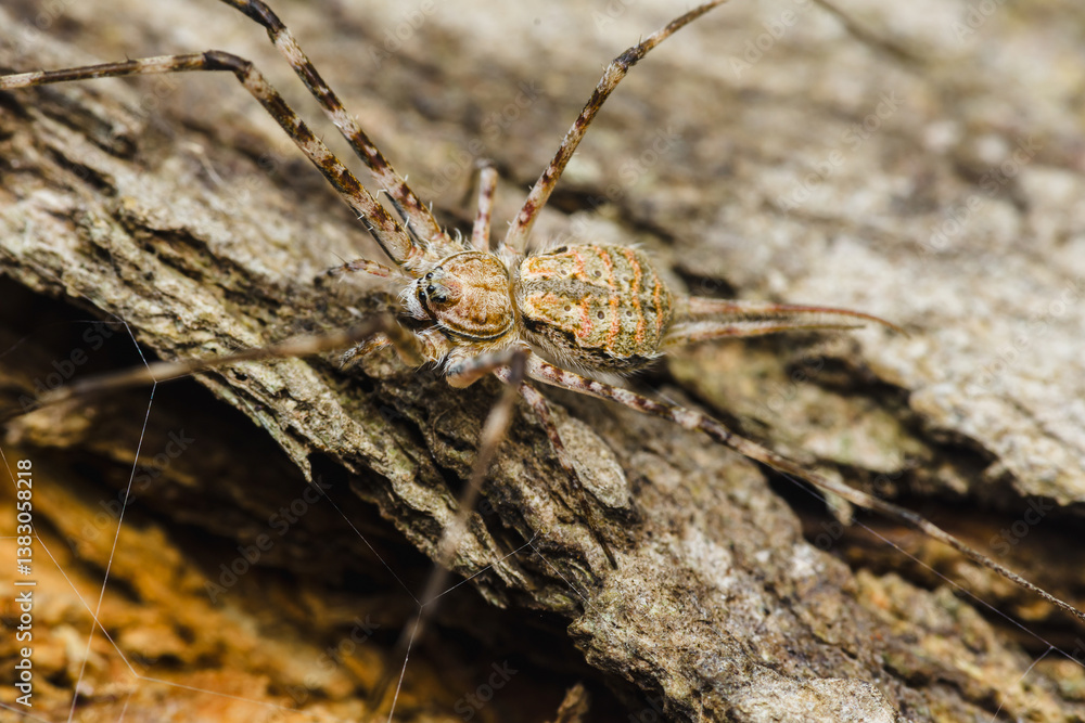 Spider crawling on tree bark: exploring nature's tiny hunters Spider crawling on tree bark: exploring nature's tiny hunters