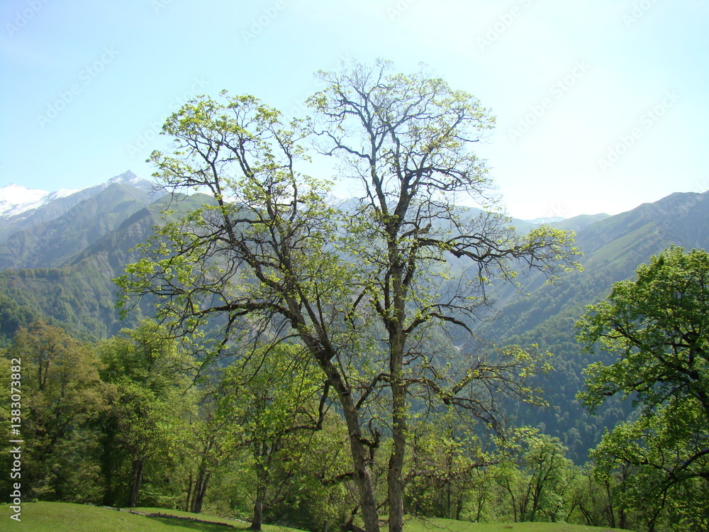 tree in the mountains