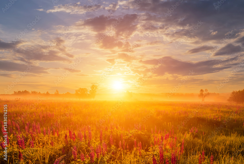 Majestic lupines field bathed in vibrant sunrise glow. A tranquil countryside scene for dreamy landscape background. Serene nature escape or ethereal spring greetings. Majestic lupines field bathed in vibrant sunrise glow. A tranquil countryside scene for dreamy landscape background. Serene nature escape or ethereal spring greetings.