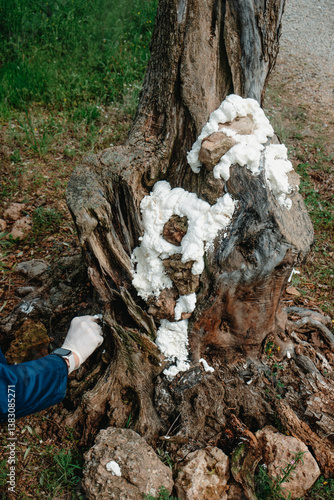 Obraz na płótnie man fills some holes in a tree with foam spray w salonie