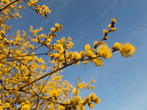 Canvas Print Willow yellow blossom branches on bright blue sky background in spring , selecti