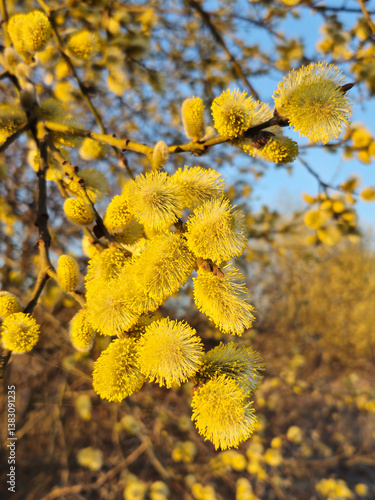 Photography Willow yellow blossom branches on bright blue sky background in spring , selecti