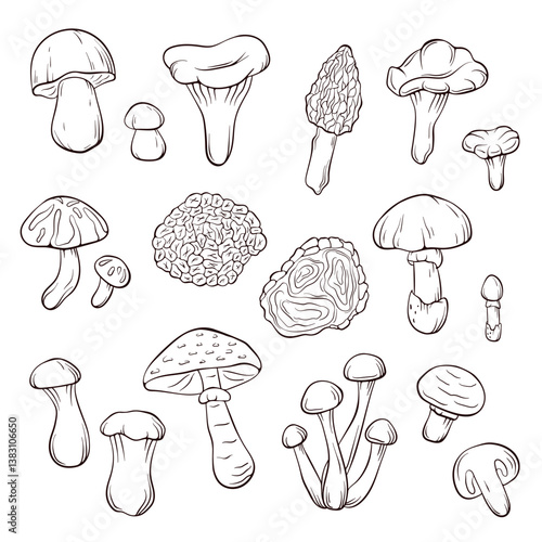 Edible mushroom set in line art style. Forest food plant outline drawing. Perfect for recipe, menu, label, icon, packaging. Isolated on a white background.