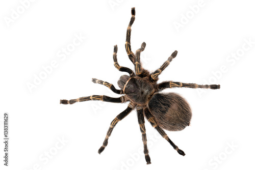 PNG format: One of the largest species of tarantula is the Chaco Golden Knee (Grammostola pulchripes), formerly known as Grammostola aureostriata.