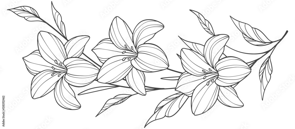 Obraz premium Flower outline on transparent background vector. floral, flowers, leaves, foliage, branches in hand drawn. Floral element design