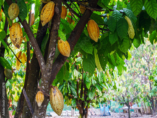 A lot of ripe yellow cocoa pods on the cocoa trees in the cocoa plantation.