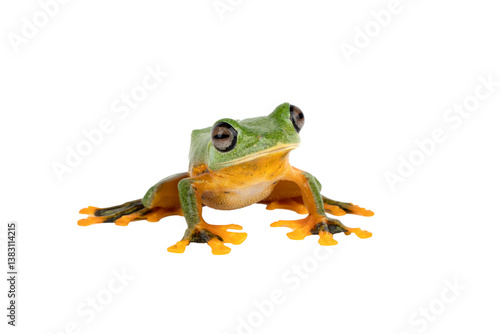PNG format: Javan Tree Frog, Gliding frog, or Flying frog (Rachophorus reinwardtii) is native to Java, Indonesia.