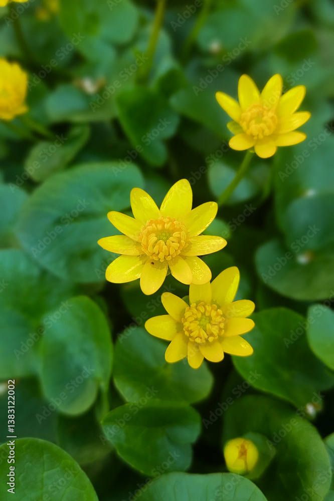 yellow flowers in the garden yellow flowers in the garden