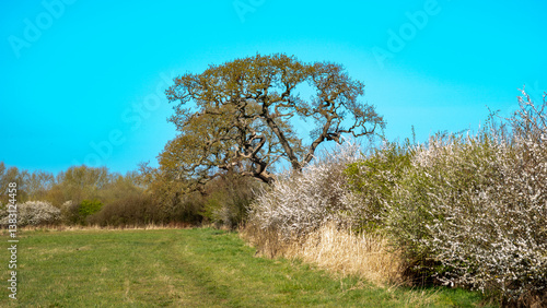 Fotografia English hedgerow with blackthorn blossom and oak tree that is silhouetted agains