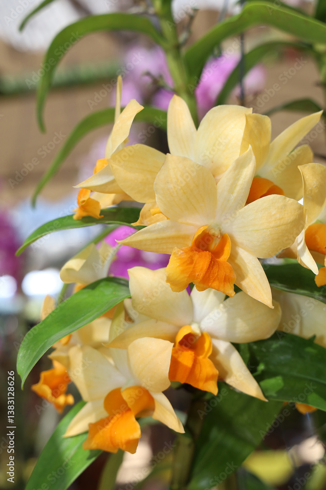 Fototapeta premium Close up of yellow cattleya dendrobium orchids