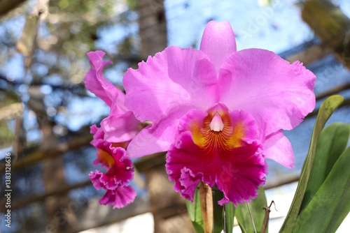 Close up of pink and yellow cattleya  orchids
