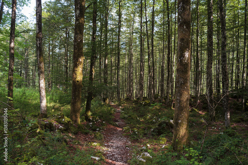 Wallpaper Mural Lepena Velley details, Slovenia Torontodigital.ca