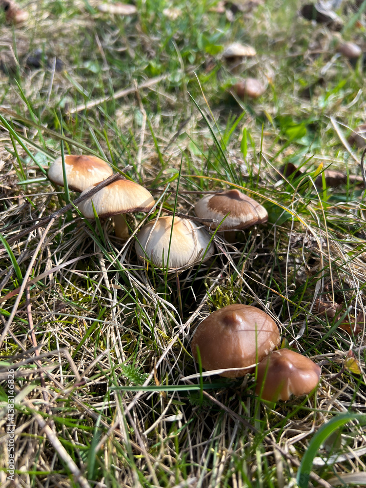 There are various wild mushrooms that are growing in the lush green grass of nature There are various wild mushrooms that are growing in the lush green grass of nature