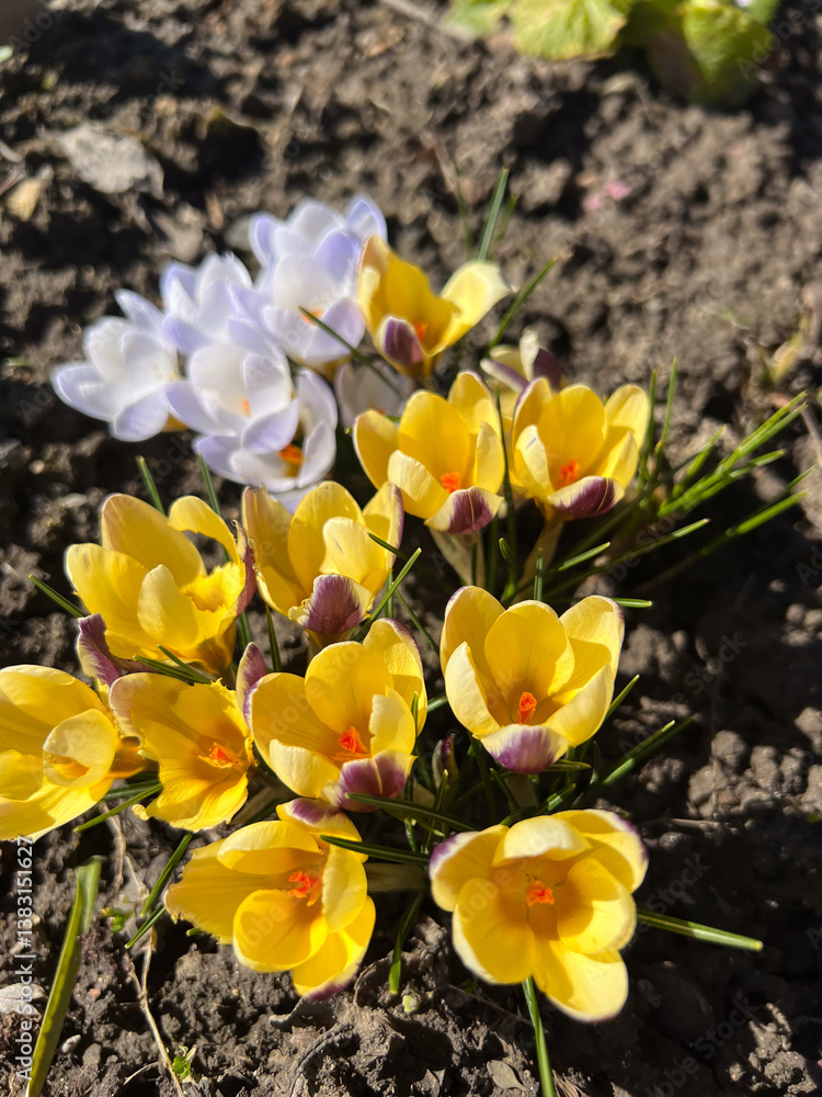 The Vibrant Crocuses in Full Bloom A Beautiful and Colorful Symbol of Springs Arrival The Vibrant Crocuses in Full Bloom A Beautiful and Colorful Symbol of Springs Arrival