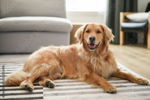 Portrait of happy healthy dog indoors in living room at home. Cute golden retriever