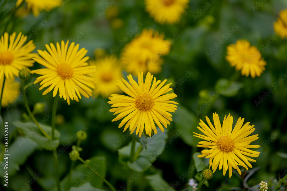 Selective focus of yellow flowers, Doronicum (Leopard's bane) is a genus of sunflower, Produce yellow daisy-like flowerheads in spring, Herbaceous perennials, Family of Asteraceae, Natural background. Selective focus of yellow flowers, Doronicum (Leopard's bane) is a genus of sunflower, Produce yellow daisy-like flowerheads in spring, Herbaceous perennials, Family of Asteraceae, Natural background.