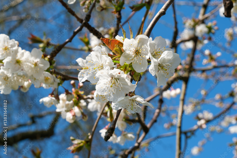 Close-Up of Cherry Blossoms on Tree Branch Against Blue Sky. Close-Up of Cherry Blossoms on Tree Branch Against Blue Sky.