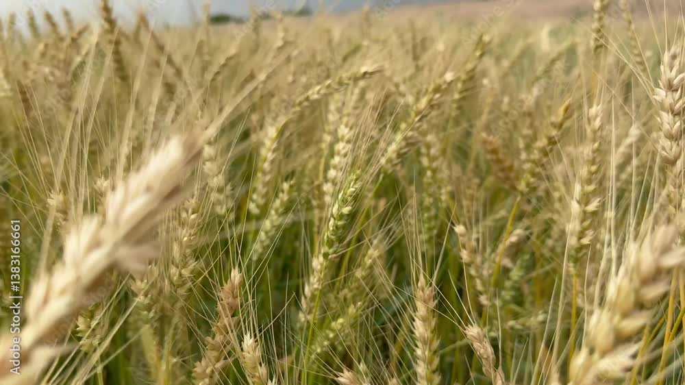 Golden wheat field under cloudy spring sky
