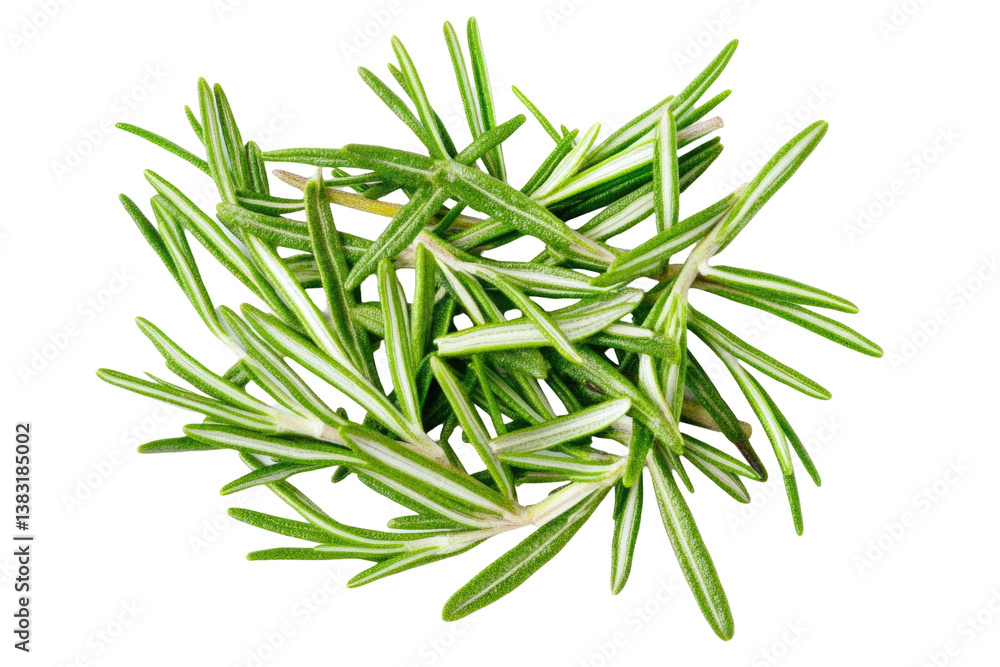 Fototapeta premium Fresh Rosemary Image on transparent background