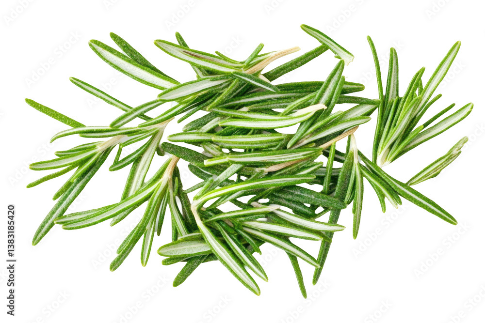 Fototapeta premium Fresh Rosemary Image on transparent background