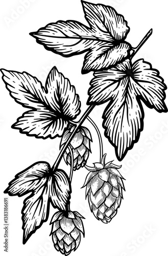 Hop Branch with Cones Illustration in Black and White