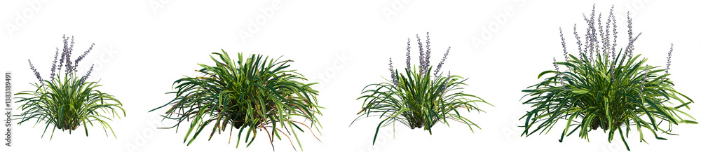 Fototapeta premium Set of Liriope muscari Variegata (Variegated Lily Turf) frontal isolated png on a transparent background perfectly cutout high resolution