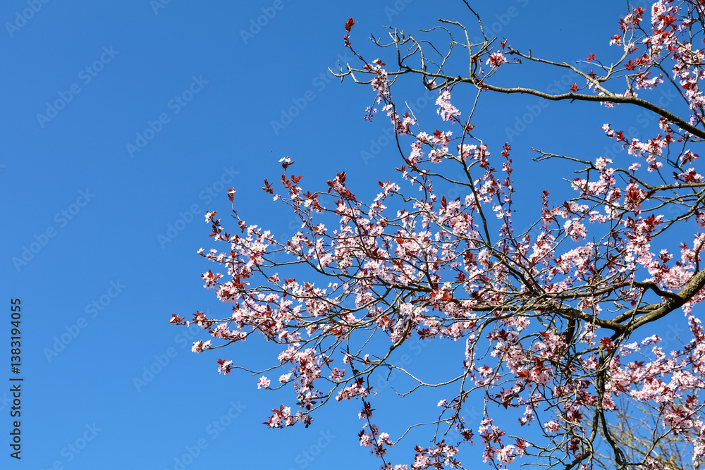 Pink cherry tree blossom blooming against clear blue sky in springtime Pink cherry tree blossom blooming against clear blue sky in springtime