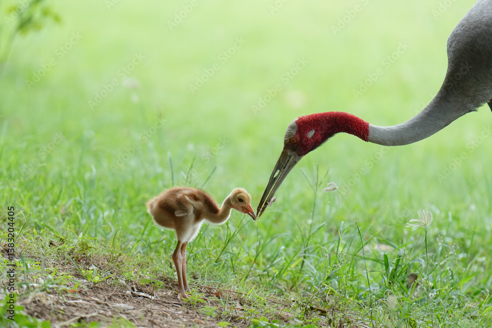 Obraz premium The Eastern Sarus Crane is a free-ranging and protected species by local people.